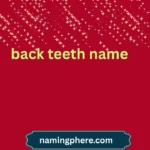 back teeth name