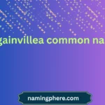 bougainvillea common name