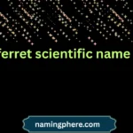 ferret scientific name